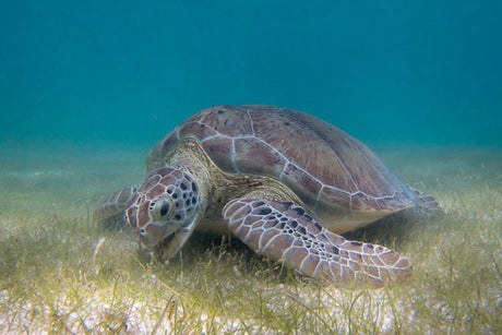 GOOD NEWS! The Green Sea Turtle Is Bouncing Back!