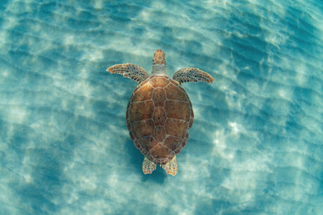 Swea Turtle image by Andre Johnson/Getty Images
