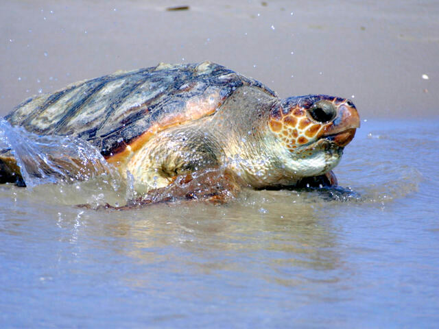 The Loggerhead Sea Turtle: 5 Interesting Facts