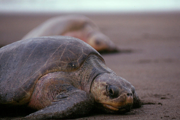 Which Is The Most Populous Sea Turtle In The Sea? Meet The Olive Ridley.