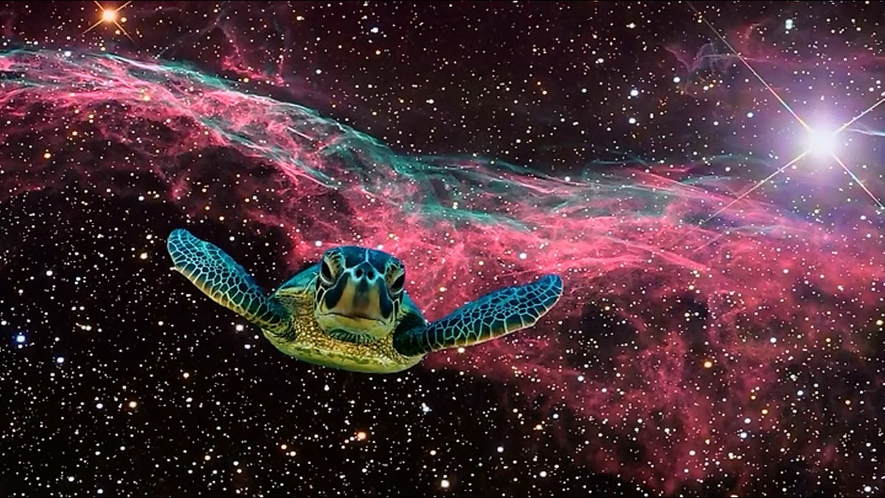 How Did Ancient Cultures View The Sea Turtle?