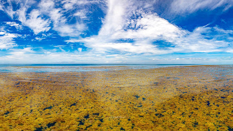 Image of Sargasso Sea from NOAA