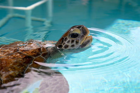 Sea Turtle at Loggerhead Marine Center 