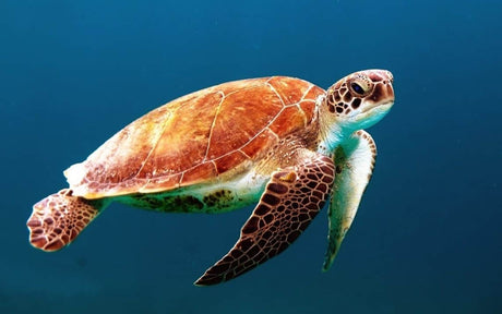 An Image of a sea turtle swimming