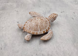 Brown Sea Turtle Figurine Weathered Resin (1 turtle approx. 3.75+ inches) Brown White Sea Turtle Statue for beach home decor & display!