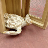White Sea Turtle Tan Coral Shell Figurine (1 figure approx. 4+ inches) Rough White Tan Sea Turtle Statuette for decor gifts & collecting!